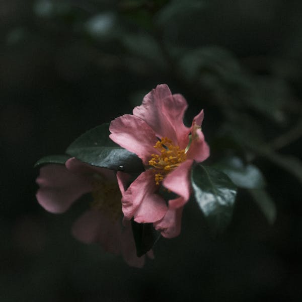 동백꽃 Camellia