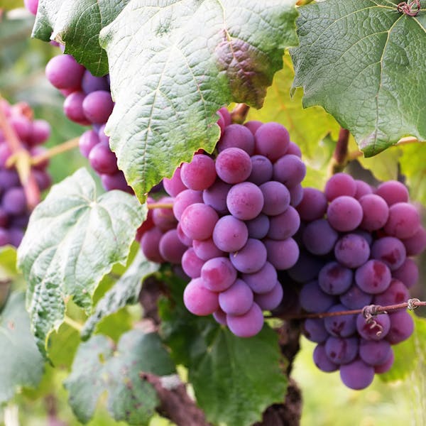 포도 Grape