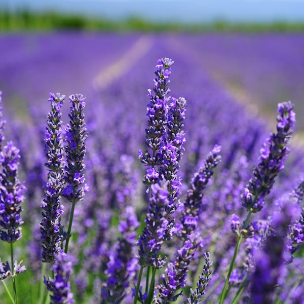 라벤더 Lavender