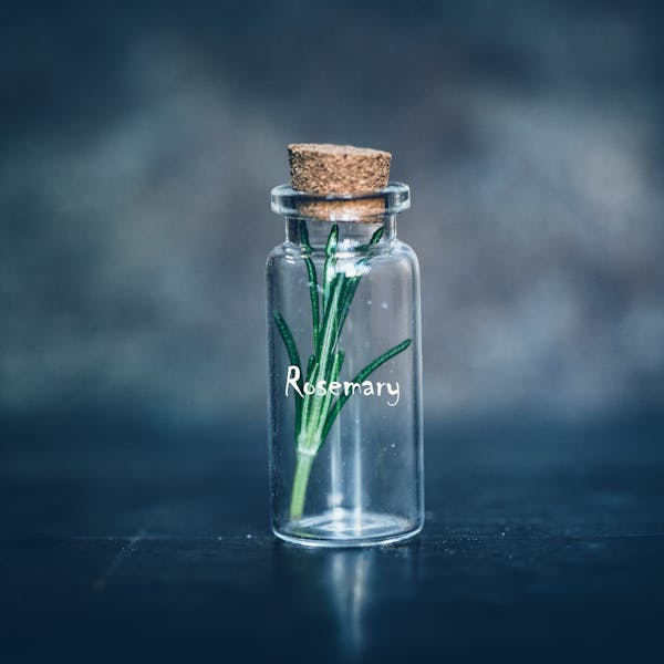 로즈마리 Rosemary
